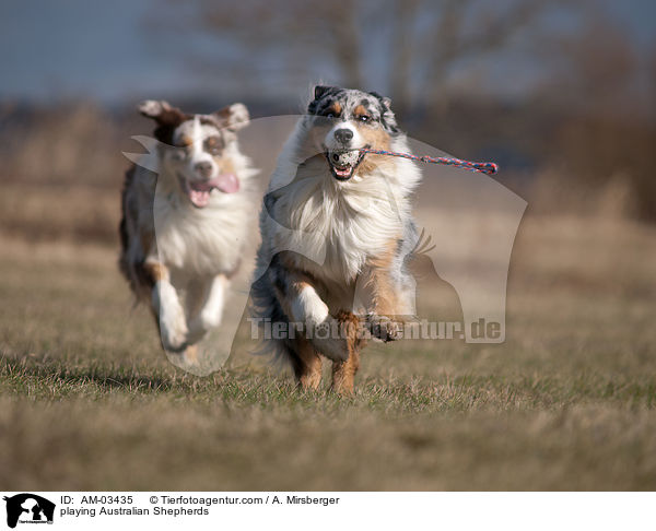 playing Australian Shepherds / AM-03435