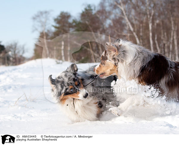 playing Australian Shepherds / AM-03445