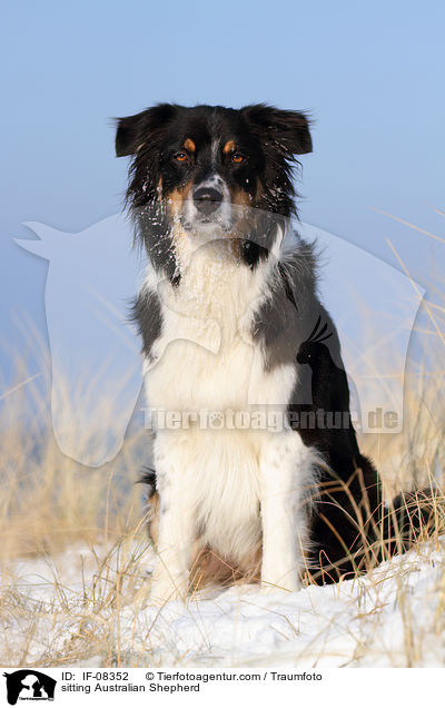 sitzender Australian Shepherd / sitting Australian Shepherd / IF-08352