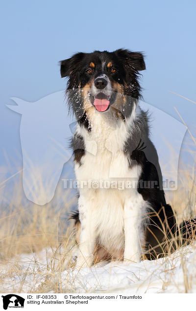 sitzender Australian Shepherd / sitting Australian Shepherd / IF-08353