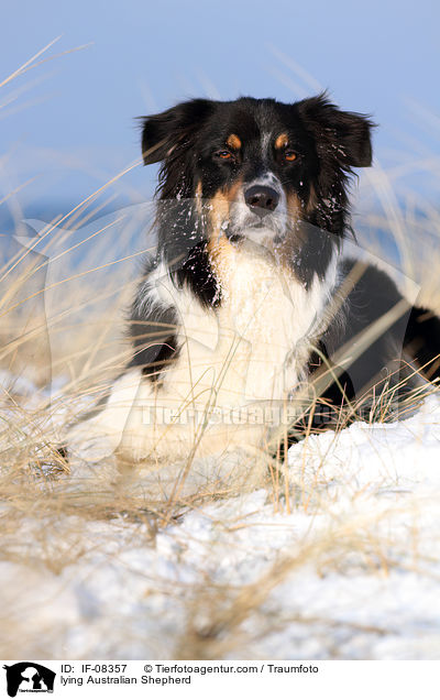 liegender Australian Shepherd / lying Australian Shepherd / IF-08357