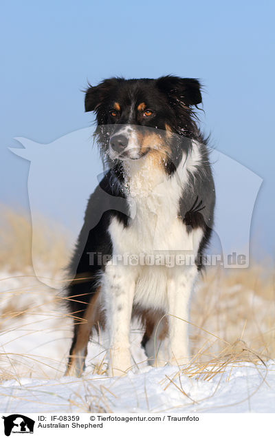 Australian Shepherd / Australian Shepherd / IF-08359