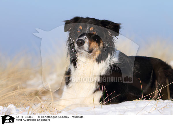 liegender Australian Shepherd / lying Australian Shepherd / IF-08363