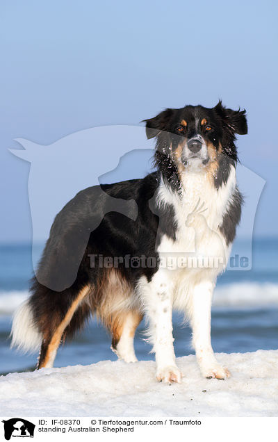 standing Australian Shepherd / IF-08370