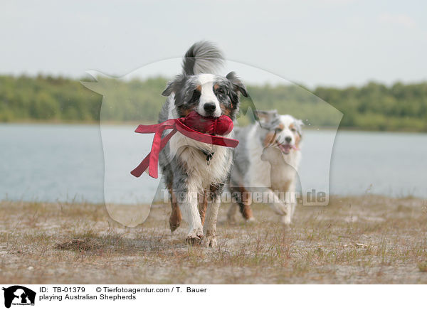 playing Australian Shepherds / TB-01379