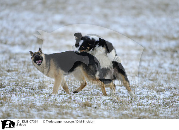 2 dogs / DMS-07361