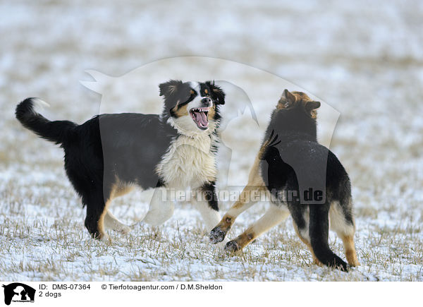 2 dogs / DMS-07364