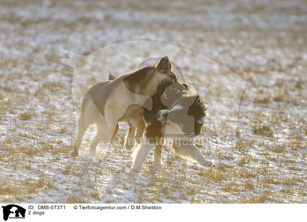 2 dogs / DMS-07371