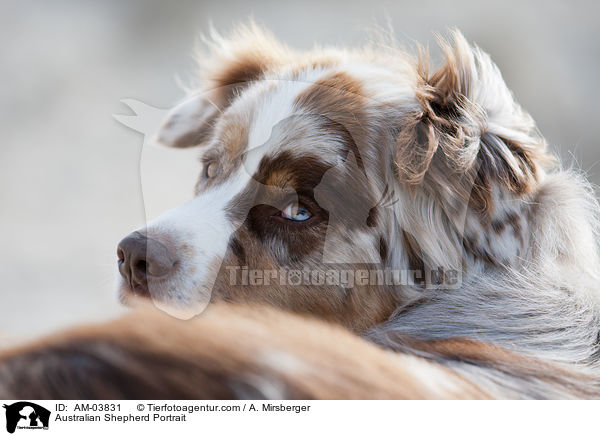 Australian Shepherd Portrait / Australian Shepherd Portrait / AM-03831