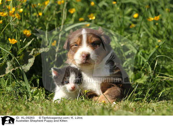 Australian Shepherd Puppy and Kitten / KL-09263