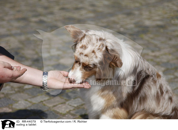 eating a tablet / RR-44079