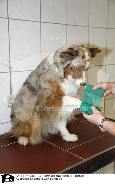 Australian Shepherd with bandage / RR-44086