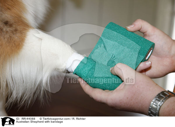 Australian Shepherd with bandage / RR-44088