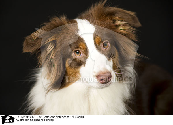 Australian Shepherd Portrait / Australian Shepherd Portrait / NN-01717