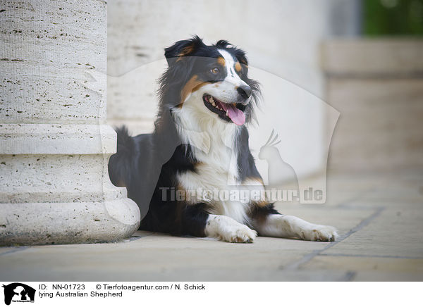liegender Australian Shepherd / lying Australian Shepherd / NN-01723