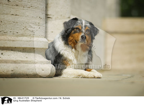 liegender Australian Shepherd / lying Australian Shepherd / NN-01725
