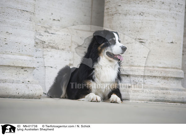 liegender Australian Shepherd / lying Australian Shepherd / NN-01738