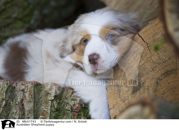 Australian Shepherd Welpe / Australian Shepherd puppy / NN-01743