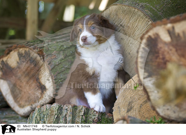 Australian Shepherd Welpe / Australian Shepherd puppy / NN-01748