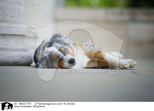 liegender Australian Shepherd / lying Australian Shepherd / NN-01775
