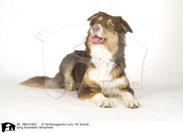liegender Australian Shepherd / lying Australian Shepherd / NN-01820