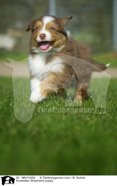 Australian Shepherd Welpe / Australian Shepherd puppy / NN-01852