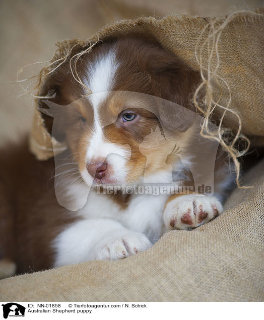Australian Shepherd Welpe / Australian Shepherd puppy / NN-01858