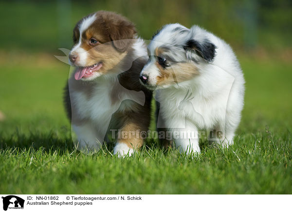 Australian Shepherd Welpen / Australian Shepherd puppies / NN-01862