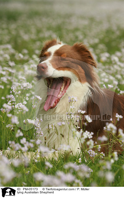 liegender Australian Shepherd / lying Australian Shepherd / PM-05173