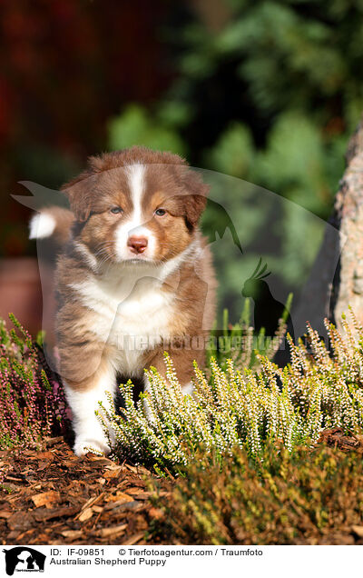 Australian Shepherd Welpe / Australian Shepherd Puppy / IF-09851