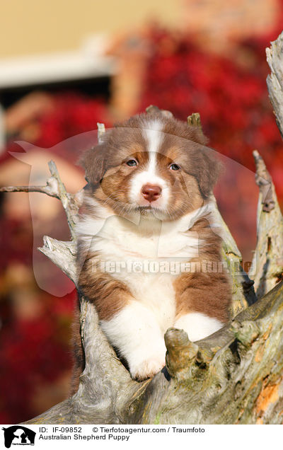 Australian Shepherd Welpe / Australian Shepherd Puppy / IF-09852
