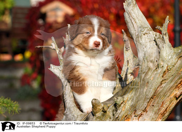 Australian Shepherd Welpe / Australian Shepherd Puppy / IF-09853