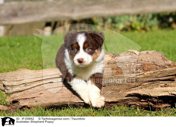 Australian Shepherd Welpe / Australian Shepherd Puppy / IF-09862