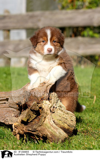 Australian Shepherd Welpe / Australian Shepherd Puppy / IF-09865