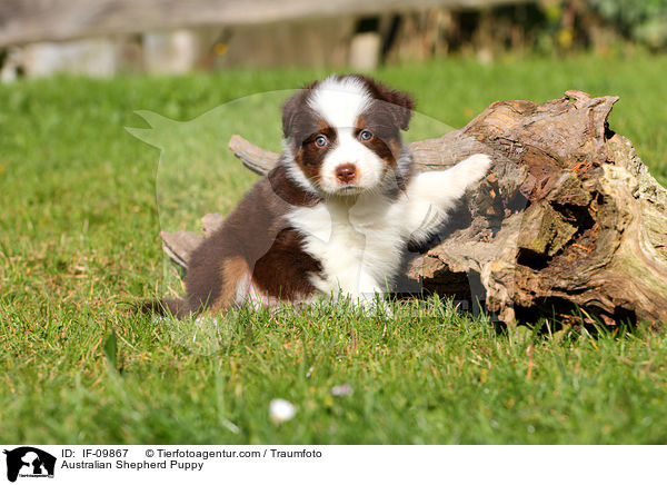 Australian Shepherd Welpe / Australian Shepherd Puppy / IF-09867