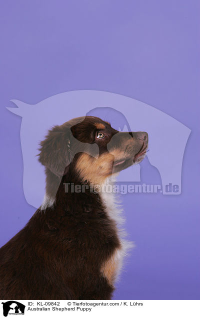 Australian Shepherd Welpe / Australian Shepherd Puppy / KL-09842