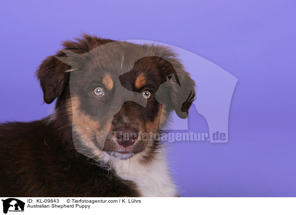 Australian Shepherd Welpe / Australian Shepherd Puppy / KL-09843