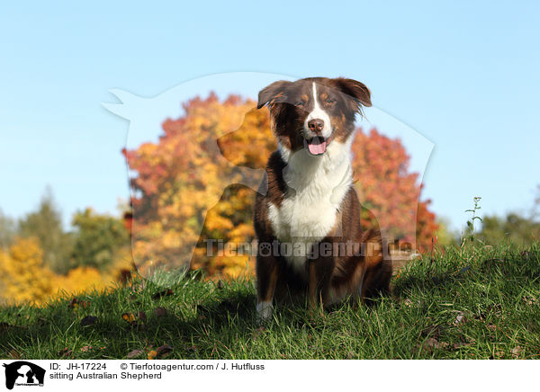 sitzender Australian Shepherd / sitting Australian Shepherd / JH-17224