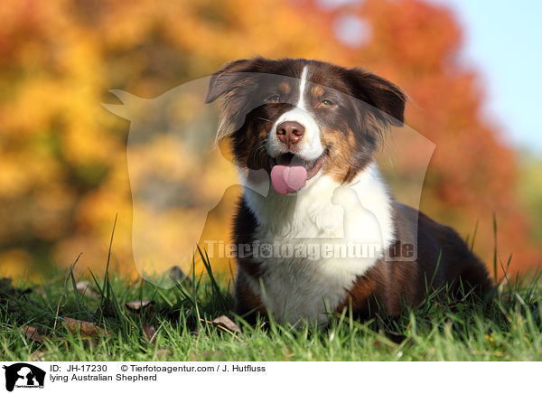 liegender Australian Shepherd / lying Australian Shepherd / JH-17230