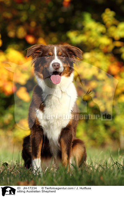 sitzender Australian Shepherd / sitting Australian Shepherd / JH-17234
