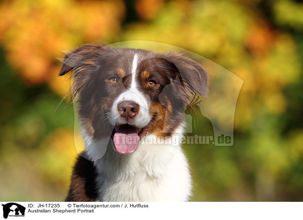 Australian Shepherd Portrait / Australian Shepherd Portrait / JH-17235