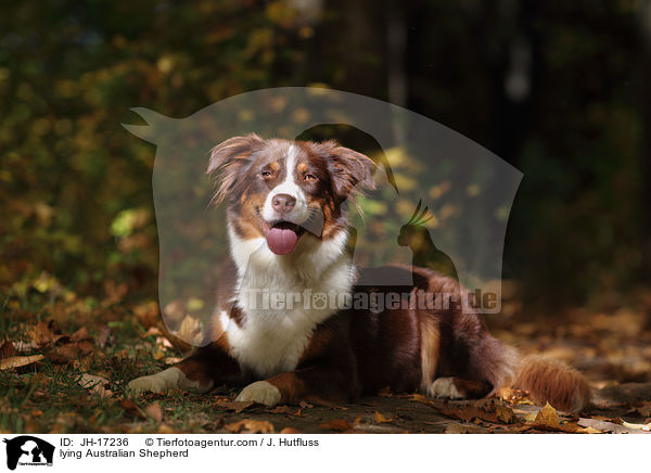 liegender Australian Shepherd / lying Australian Shepherd / JH-17236