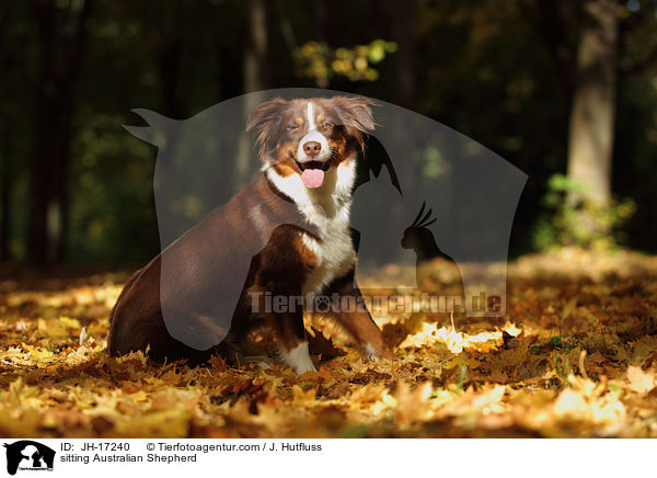 sitzender Australian Shepherd / sitting Australian Shepherd / JH-17240