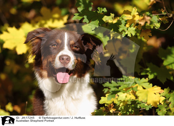 Australian Shepherd Portrait / Australian Shepherd Portrait / JH-17245
