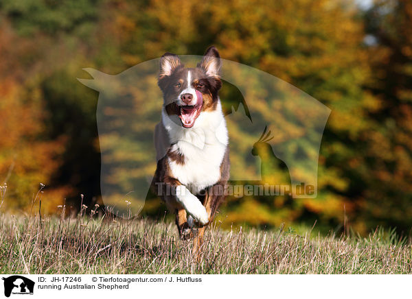 rennender Australian Shepherd / running Australian Shepherd / JH-17246
