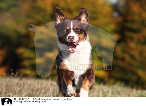 rennender Australian Shepherd / running Australian Shepherd / JH-17247