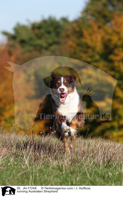 rennender Australian Shepherd / running Australian Shepherd / JH-17248