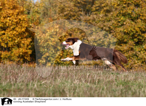 rennender Australian Shepherd / running Australian Shepherd / JH-17249