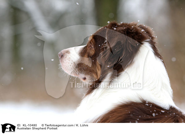 Australian Shepherd Portrait / Australian Shepherd Portrait / KL-10480