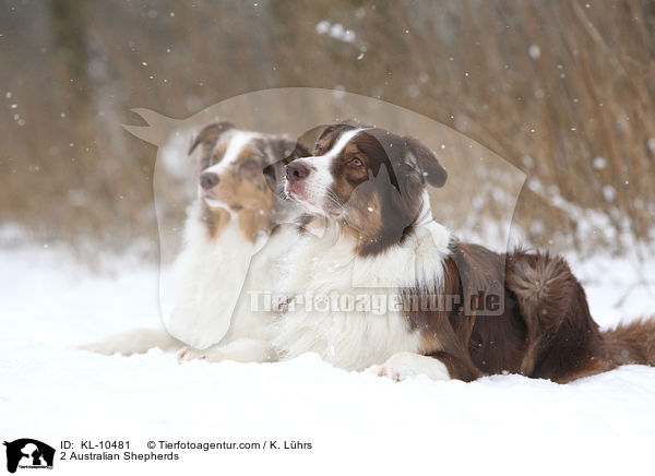 2 Australian Shepherds / 2 Australian Shepherds / KL-10481